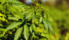 A-marijuana-plant-exposed-to-the-sun