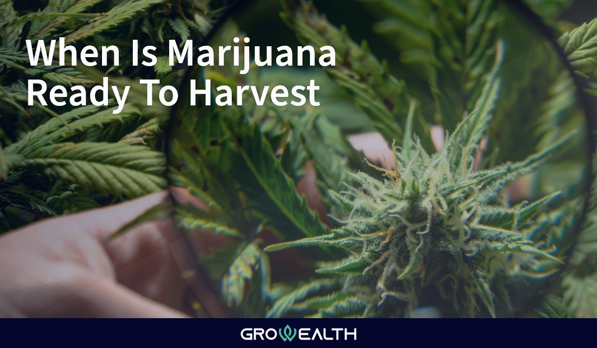 When to harvest marijuana plants and why – Growealth