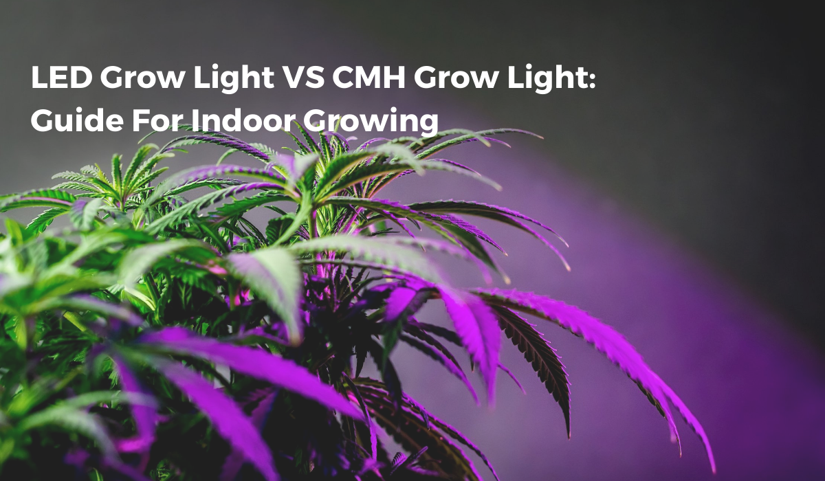 Cmh discount grow lights