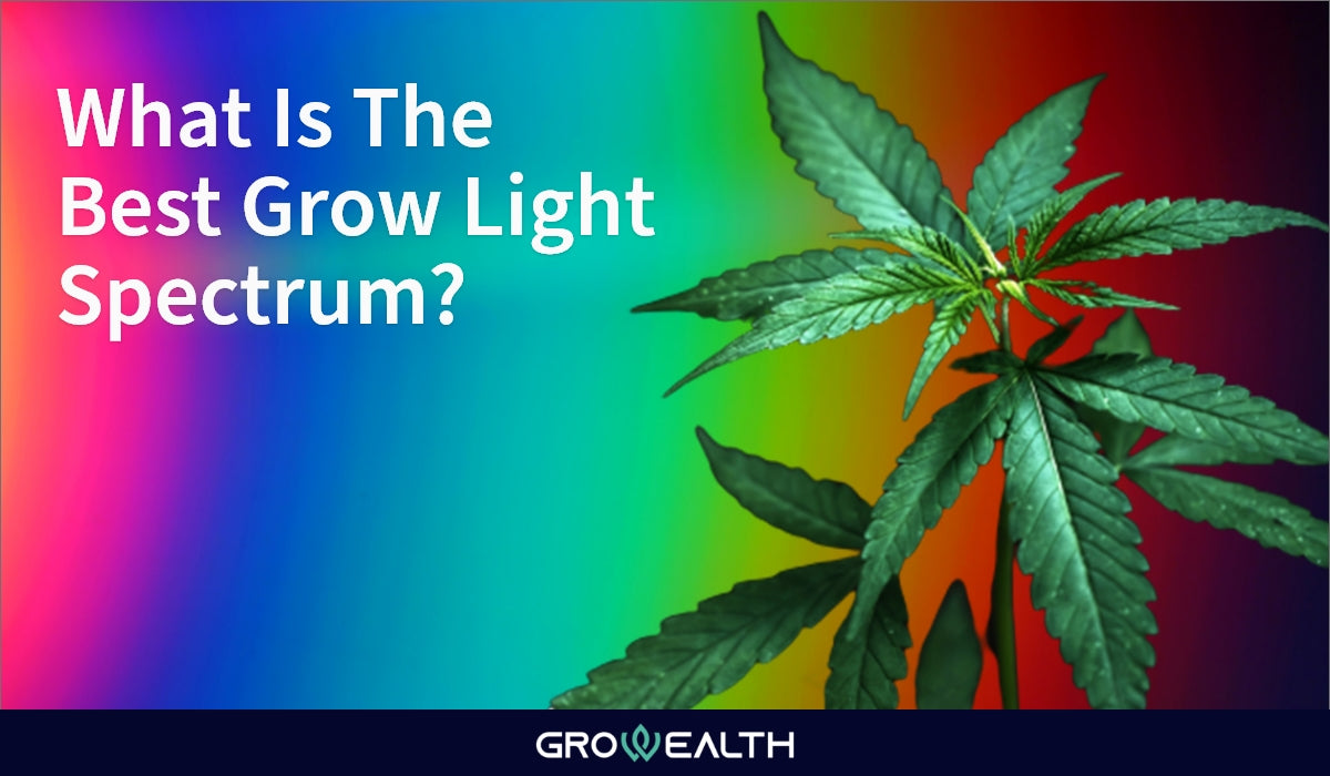 Is Over-Exposure to UV Light a Hazard in Cannabis Growing