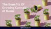 What is the benefits of growing cannabis at home