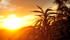 cannabis-plant-at-sunrise