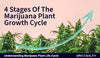 Everything you need to know about different marijuana plant stages