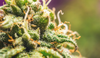 macro-of-marijuana-flower-bud-with-resin-crystals