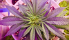 overheard-shot-of-young-cannabis-plant