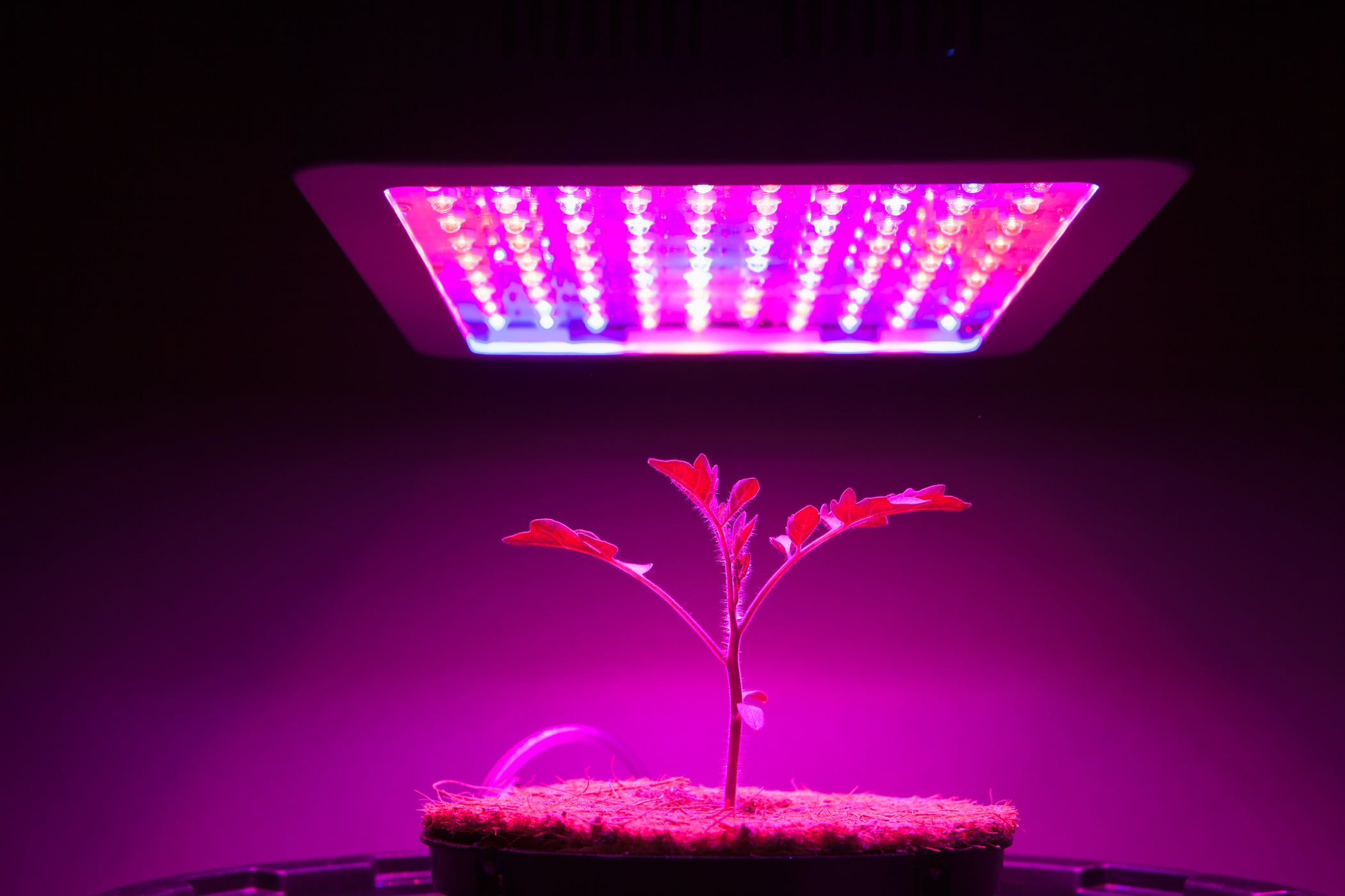 How Far should LED Grow Lights be from Plants? Growealth