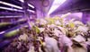 young-seedlings-in-greenhouse