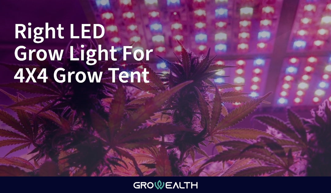 What Size LED Grow Light Do I Need for a 4x4 Grow Tent? Growealth