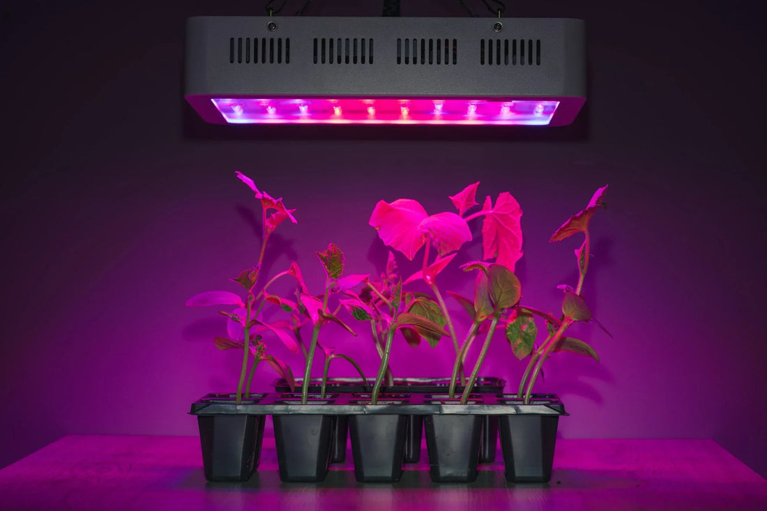 Grow Light Distance Chart Guide for Indoor Plants