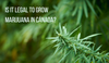 Can i grow marijuana in Canada