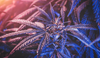 Cannabis-plant-exposed-to-bluish-light