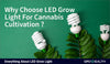 Why LED grow light is the best solution for growing cannabis indoor?