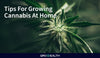 Top Tips For Growing Cannabis At Home