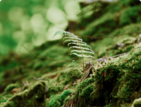 Illuminating Your Indoor Oasis: Exploring the World of Plant Lights