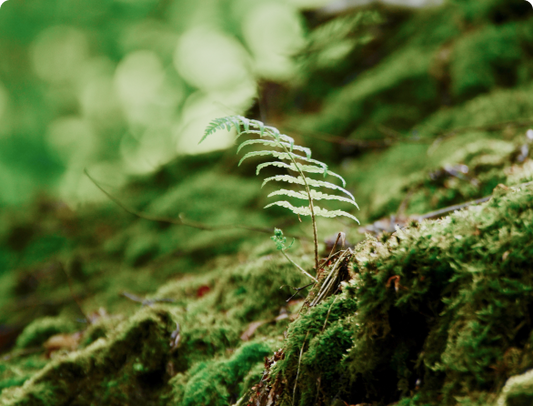 Illuminating Your Indoor Oasis: Exploring the World of Plant Lights