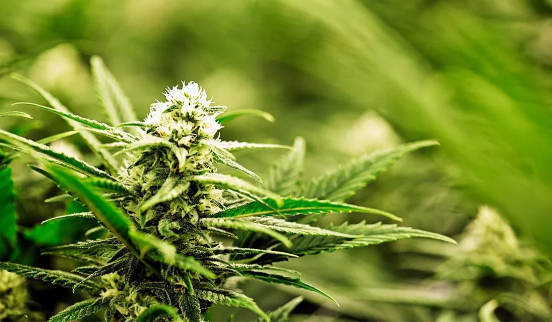 What Size LED Grow Light Do I Need for a 4x4 Grow Tent?