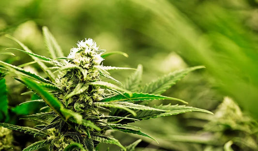 What Size LED Grow Light Do I Need for a 4x4 Grow Tent?