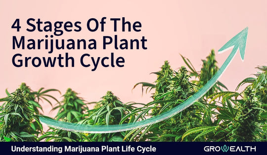 Everything you need to know about marijuana plant stages – Growealth