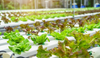 organic-hydroponic-vegetable-cultivation-farm