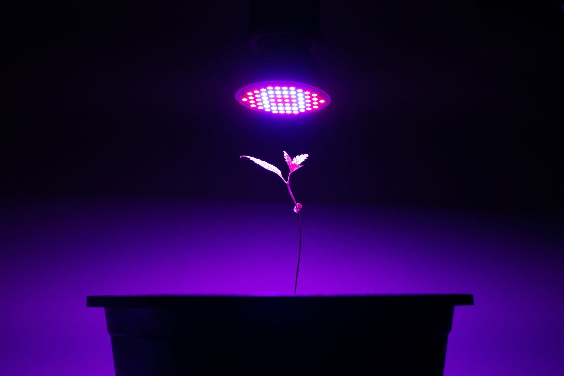 Introduction To LED Grow Light Terms: PPFD, PAR, And PPF – Growealth