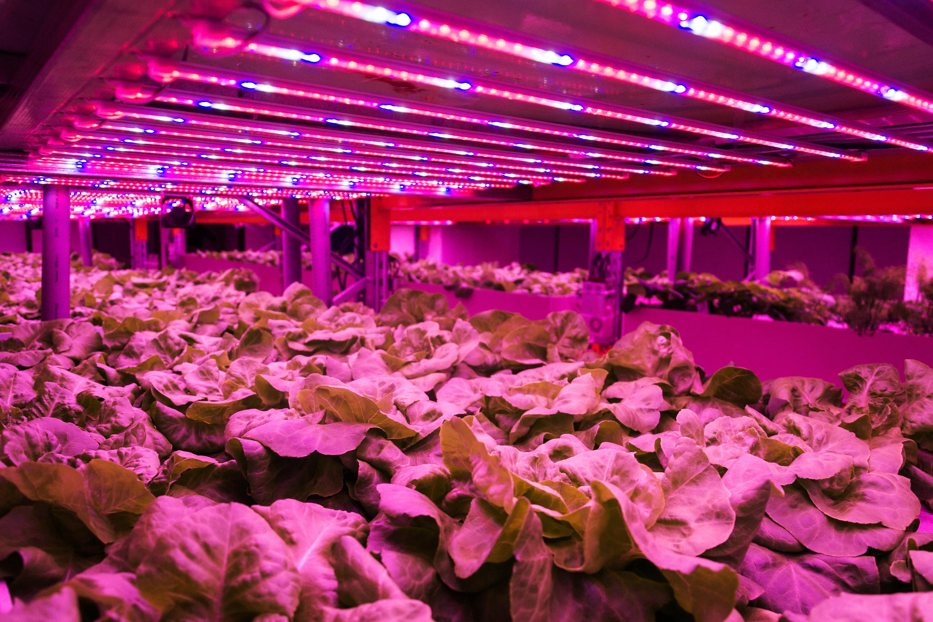 best-indoor-grow-setup-for-every-home-growealth