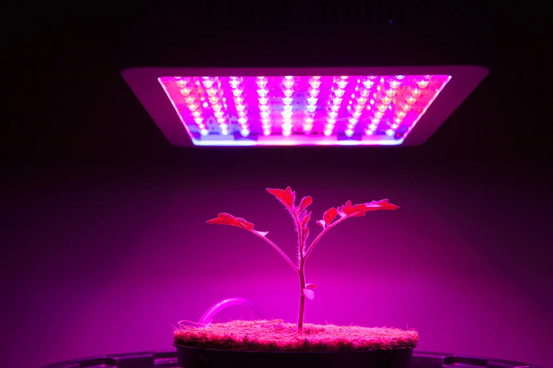 How Far Should LED Grow Lights Be from Plants?