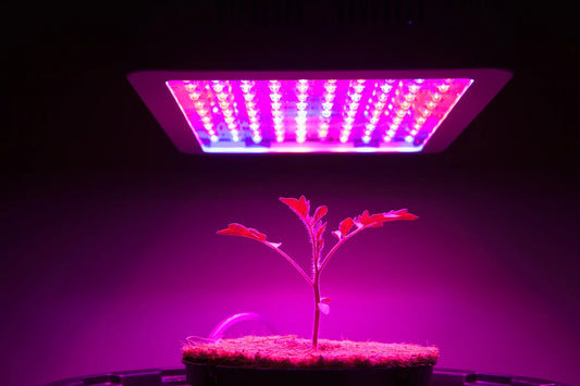 How Far Should LED Grow Lights Be from Plants?