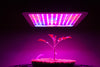 LED grow light