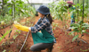 verification-of-the-plants-of-cultivation-in-greenhouse