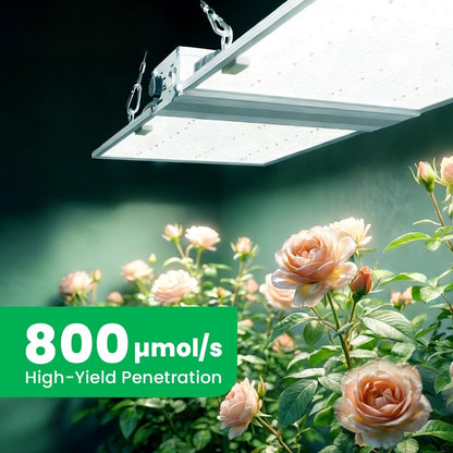RG Serie Vollspektrum LED Pflanzenlampe (320W / 480W) für 90x90cm & 120x120cm Growzelte